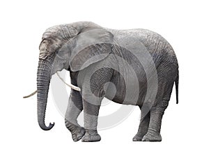 African elephant isolated on white