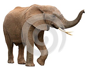 Un elefante su bianco 
