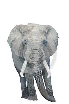 African elephant isolated white background