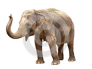 African elephant isolated on white background