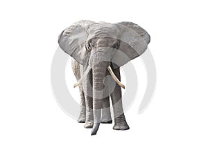 African elephant isolated on white background