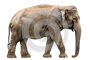 African Elephant isolated on a white background. Cute Elephant standing alone. Concept of wildlife, animal portraits