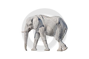 African elephant, isolated on white, covered with white calcrete dust