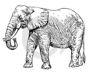 African elephant isolated on white.