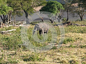 African Elephant