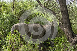 African Elephant in the jungle