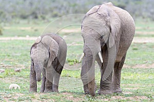 African Elephant juveniles walking together