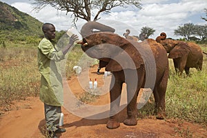 African Elephant keeper feeding milk to Adopted Baby African Elephants at the David Sheldrick Wildlife Trust in Tsavo national Par