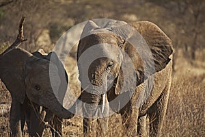 African elephant in Kenia