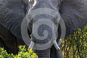 African elephant in Kenia, Elefante Africano, safari, Africa, wild animal, wild life, wild nature, photo