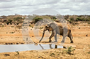 African elephant in Kenya