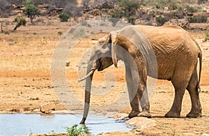 African elephant in Kenya