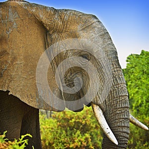 African Elephant, Kenya