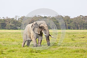 African Elephant in Kenya