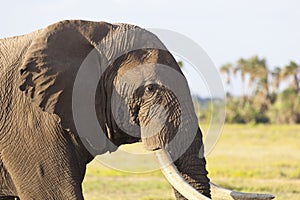 African Elephant in Kenya