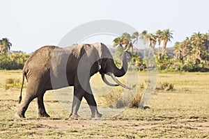 African Elephant in Kenya