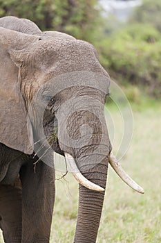 African Elephant in Kenya