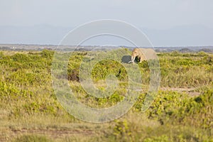 African Elephant in Kenya