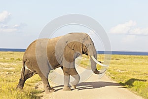 African Elephant in Kenya