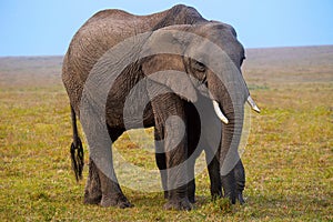 African Elephant, Kenya, Africa