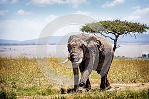 African Elephant in Kenya Africa