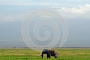 African elephant and the Kilimanjaro, Amboseli National Park, K