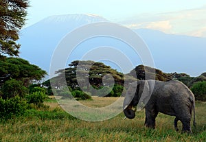 African elephant and the Kilimanjaro, Amboseli National Park, K