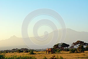 African elephant and the Kilimanjaro, Amboseli National Park, Ke