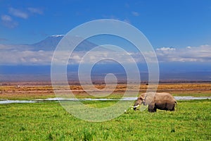 African elephant with Kilimanjaro in background