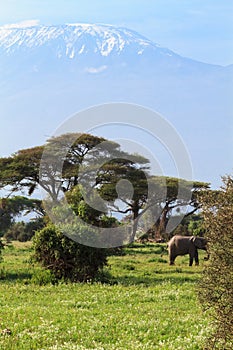 African elephant. Kilimanjaro landscape. Kenya, Africa