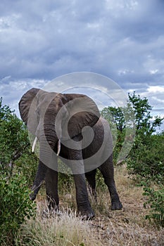 African Elephant in The Klaserie Private Nature Reserve part of the Kruger national park in South Africa, African