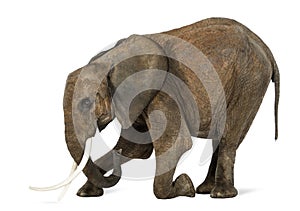 African Elephant kneeling, isolated