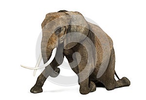 African elephant kneeling, performing, isolated