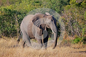 African elephant, Kruger N/P, South Africa