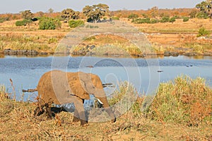 African elephant - Kruger National Park