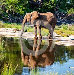 African elephant in the Kruger National Park.