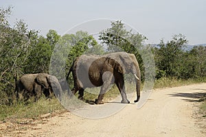 African Elephant Kruger National Park