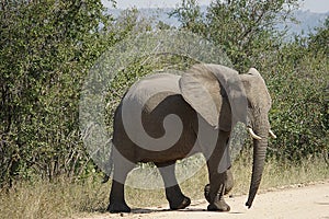 African Elephant Kruger National Park