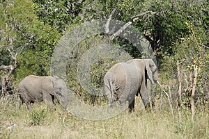 African Elephant Kruger National Park