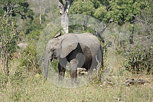 African Elephant Kruger National Park