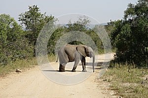 African Elephant Kruger National Park