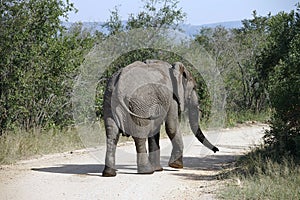 African Elephant Kruger National Park