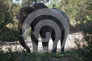 African Elephant Kruger National Park alone in the wilderness