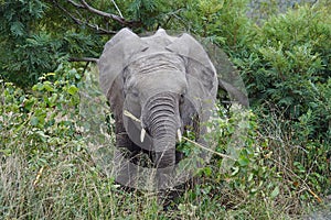 African Elephant Kruger National Park alone in the wilderness