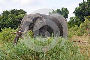 African Elephant in Kruger National Park, South Africa