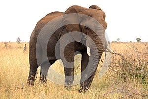 African elephant. Kruger National Park. South Africa. Safari.