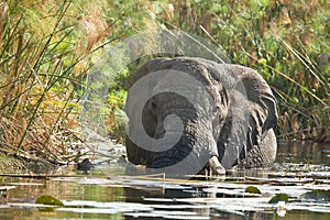 African Elephant in lagoon