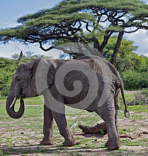 African Elephant in Lake Manyara, Tanzania photo