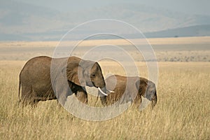African elephant landscape