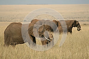 African elephant landscape
